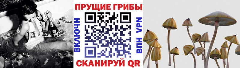 Галлюциногенные грибы ЛСД  Луза 